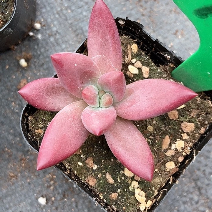 多肉植物赫菲虞1040
