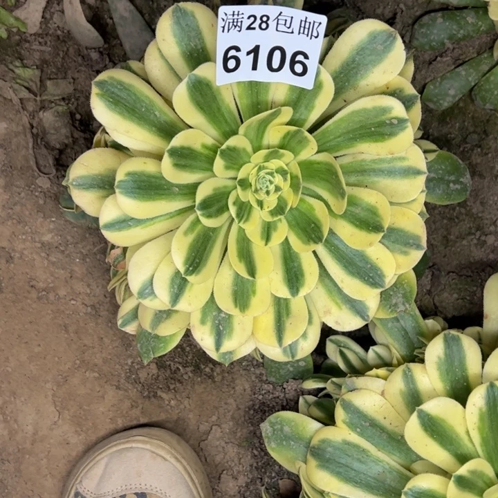 6106南辛尼亚多肉植物