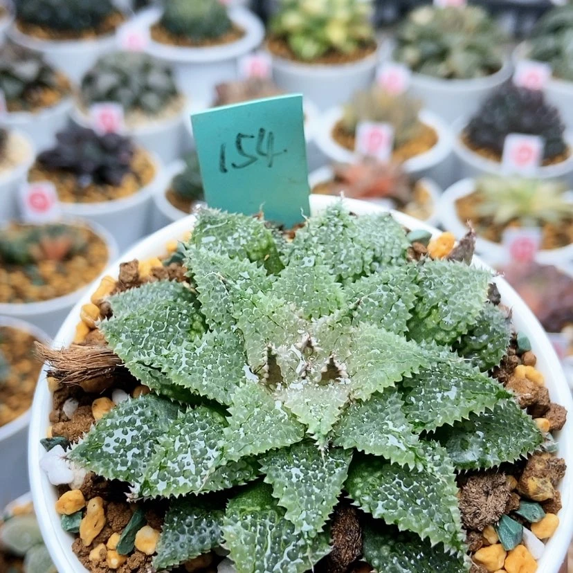 【闪购商品】154莫瑞莎