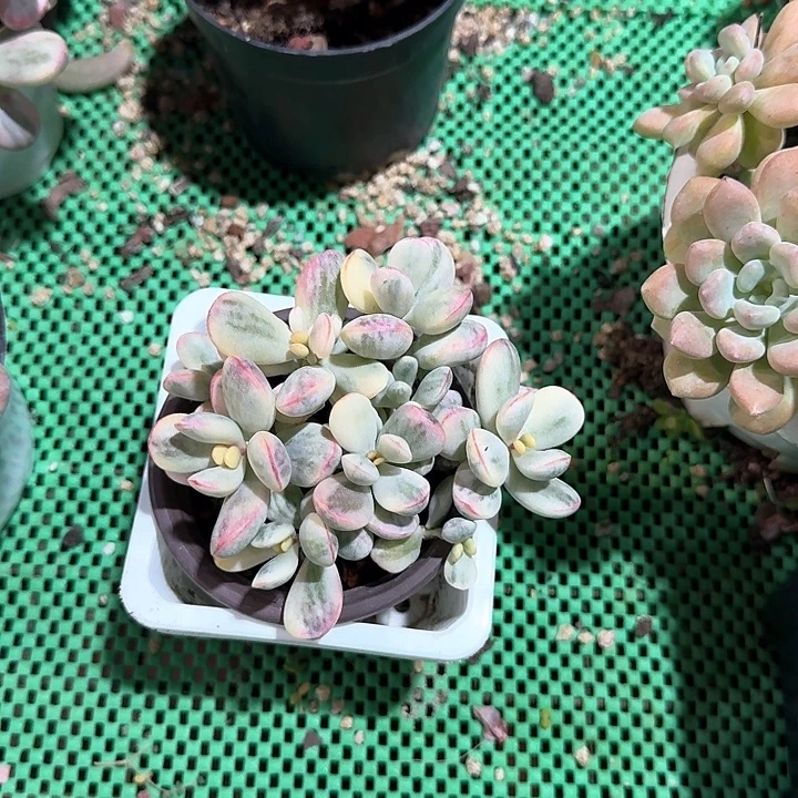 乒乓福娘锦多肉植物