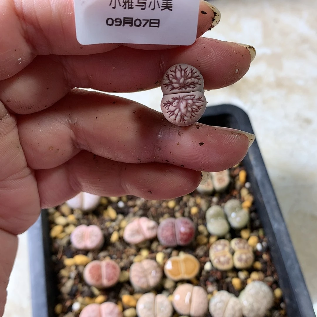 素***?D108多肉植物保护研究所