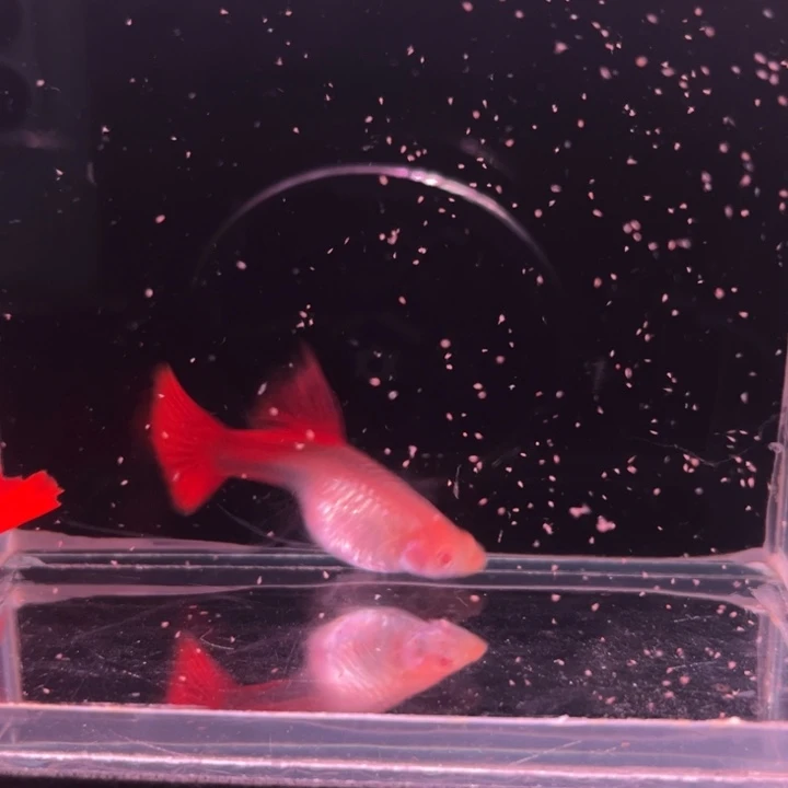 孔雀鱼血红大C1对
