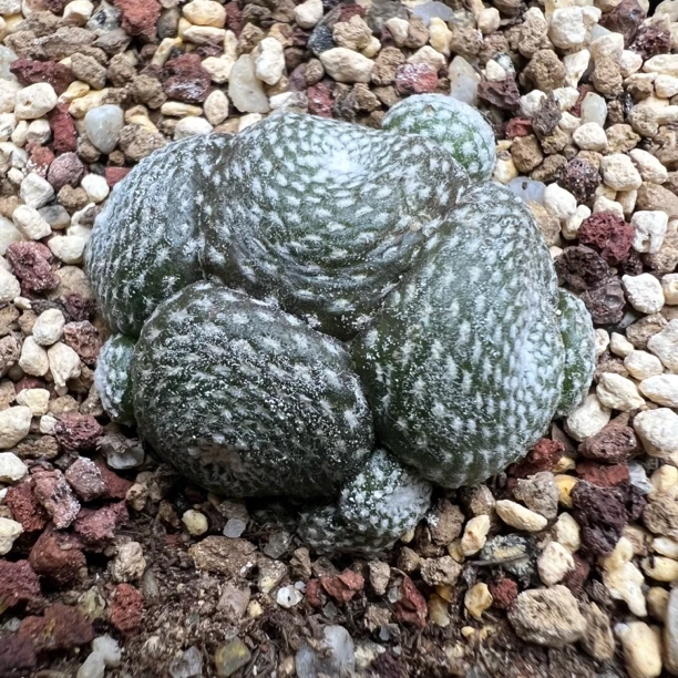 松露玉群生自根带盆仙人球多肉植物室内阳台防辐射好养盆栽