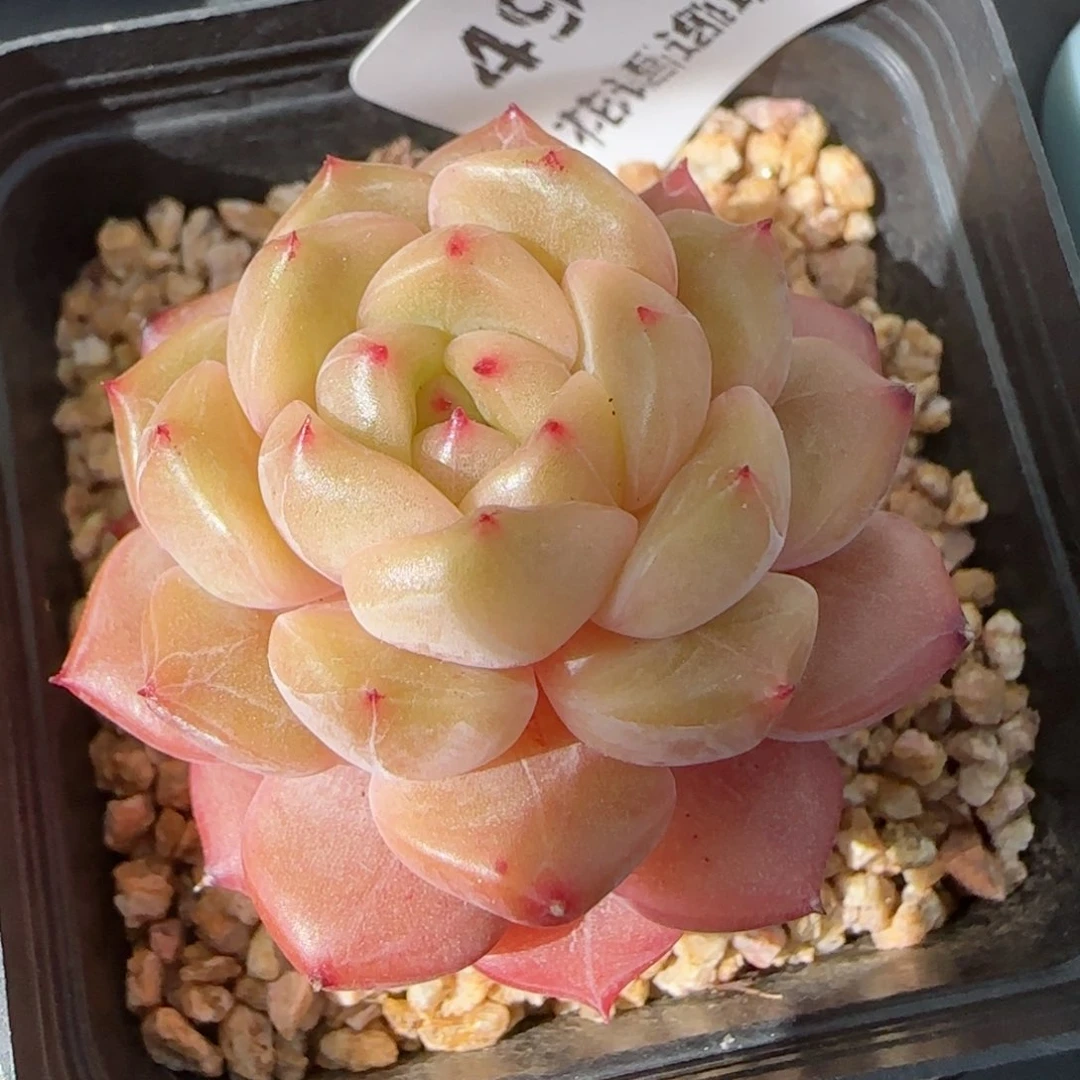 花语逸镜0131-491