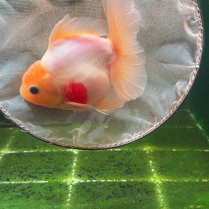 金鱼百褶泰狮压成47