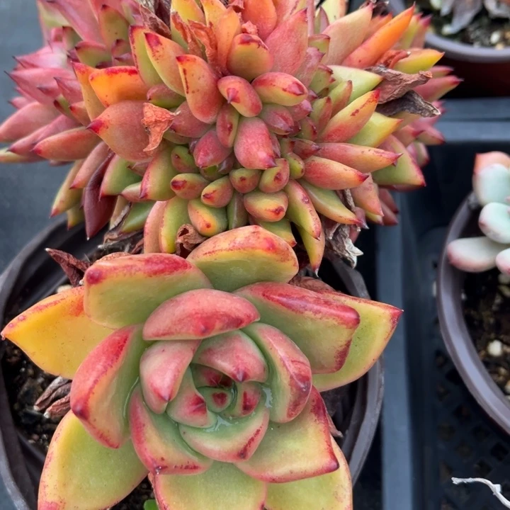 缀多肉植物168多肉植物