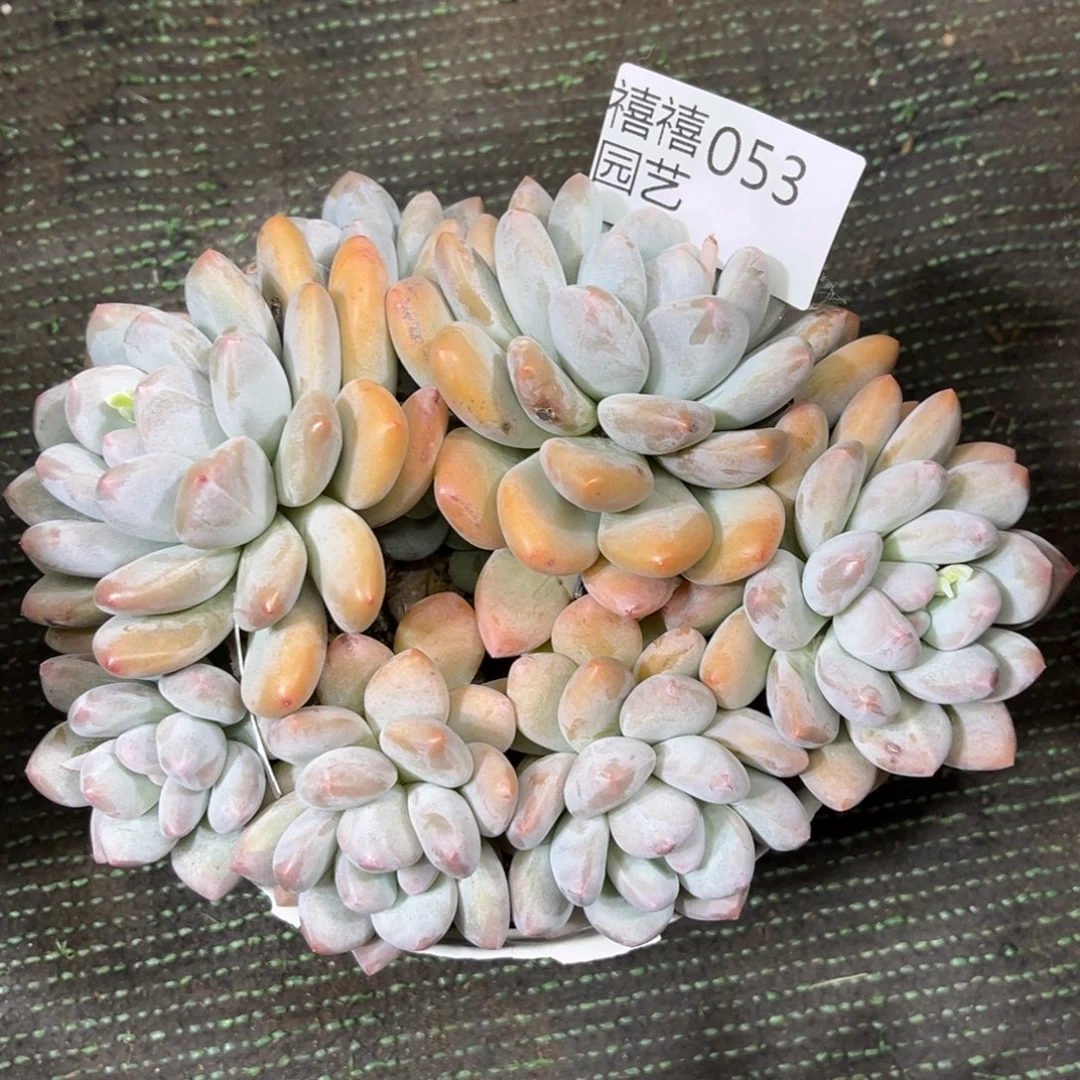 053香水群多肉植物#