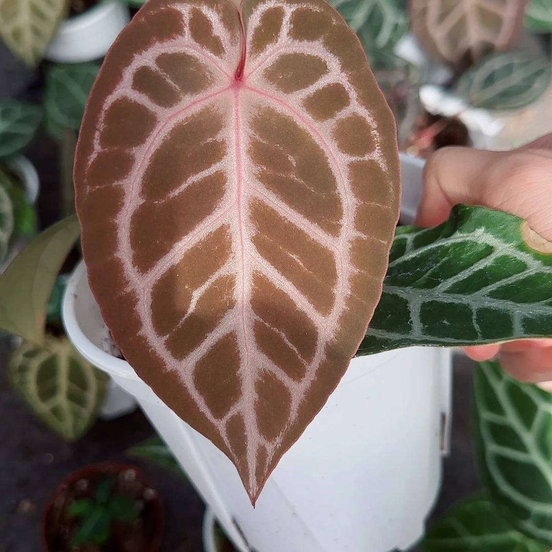 完全开放优选红水晶