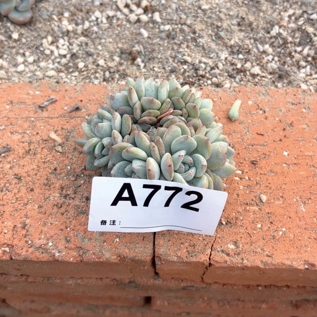 772多肉多肉多肉