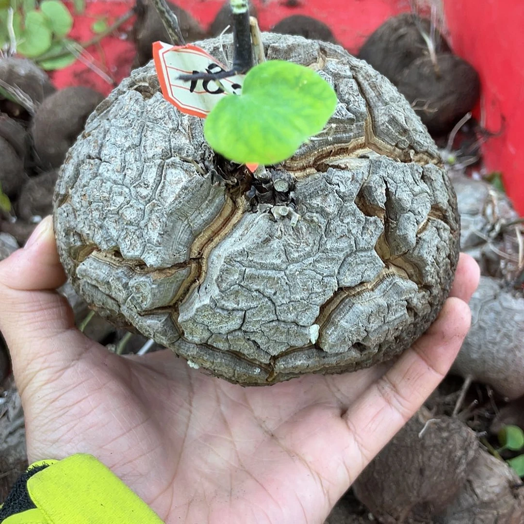 龟甲龙一物一拍1806号13.3cm