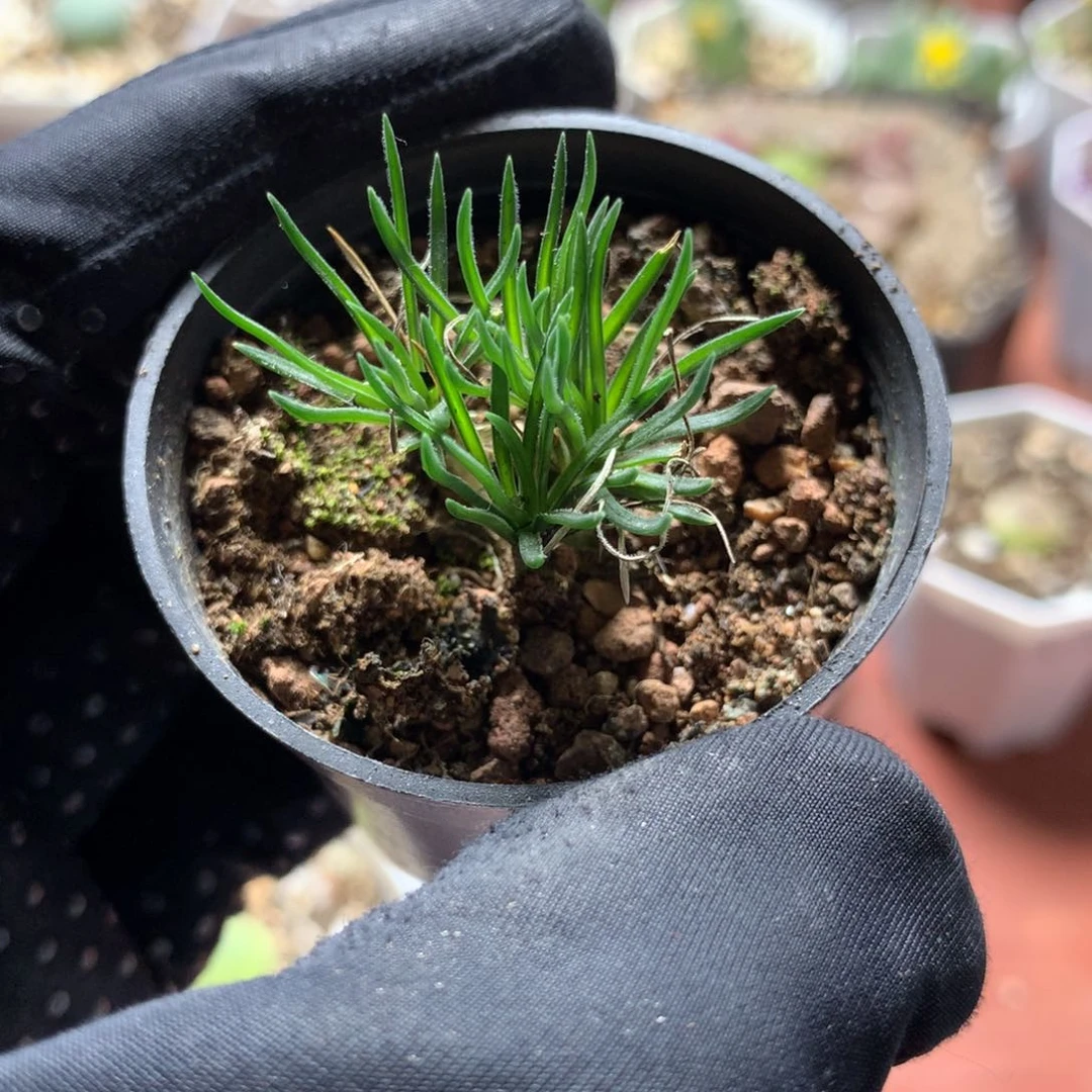 a089迷你海葱一颗