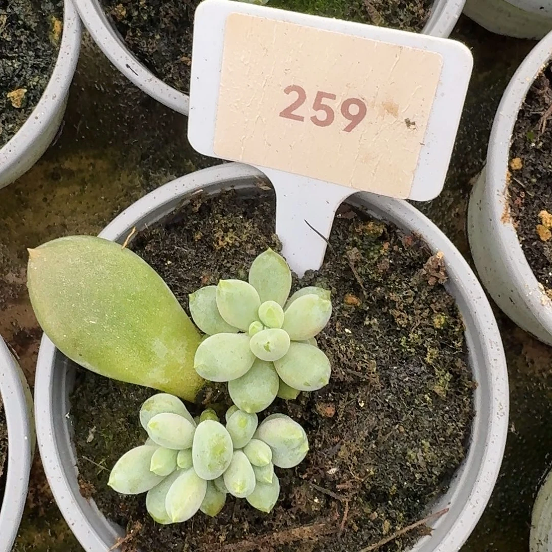 哥特萝莉1234567891011
