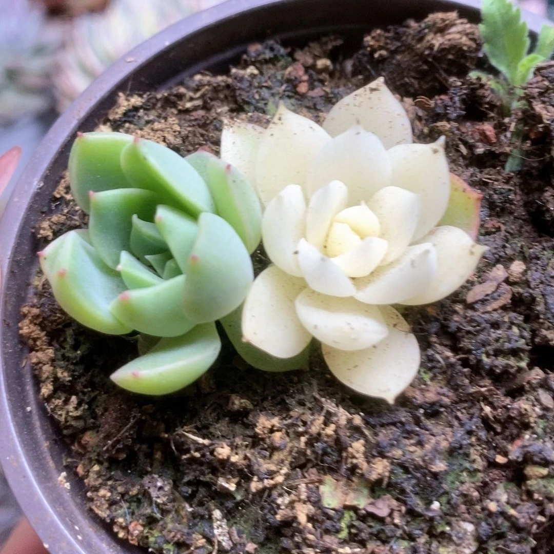 181加勒比海蓝锦锦锦锦