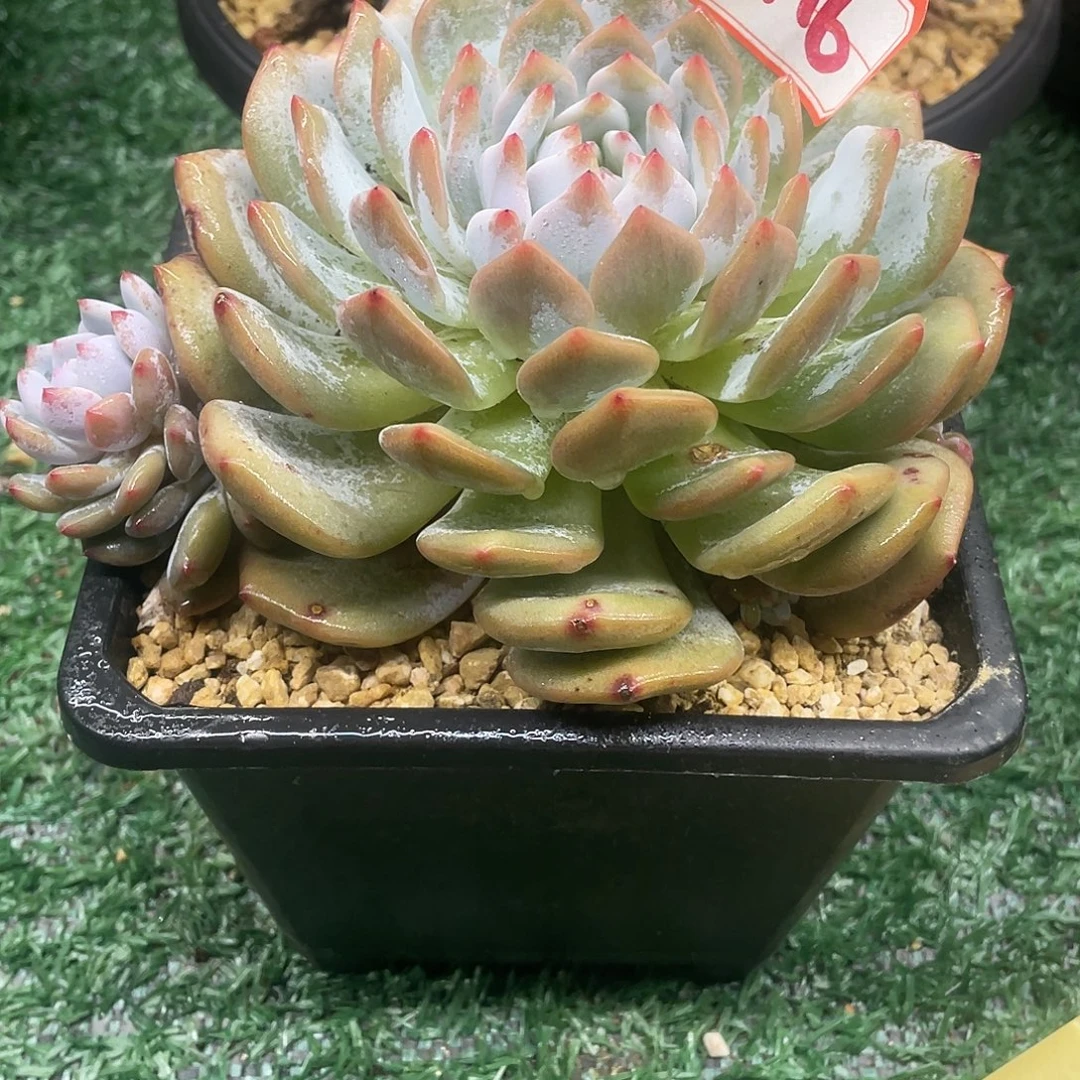 贴一一拍一拍一拍一拍