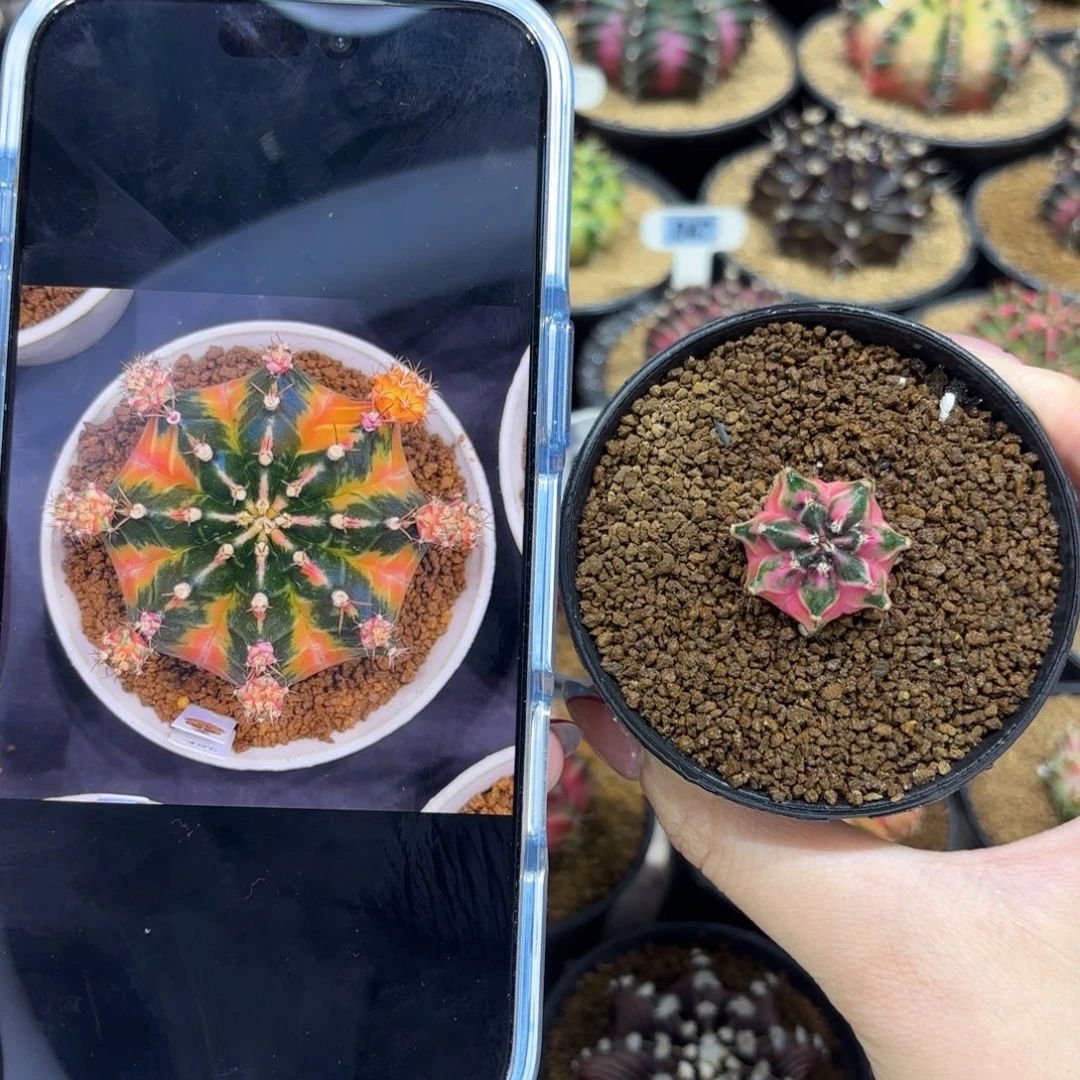 2.4cm幸运种子 带盆土发货