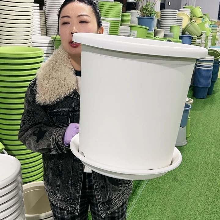 特价8号四季口39高37白色3只带托