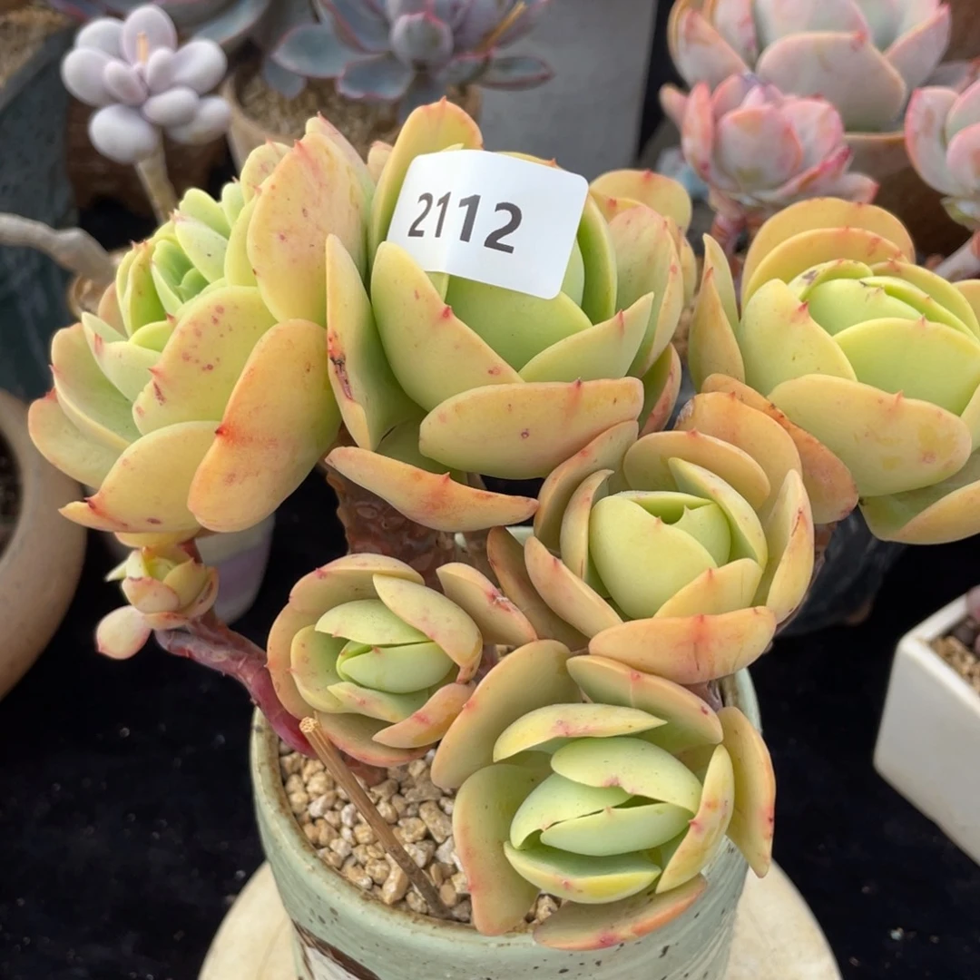 2112碧桃群生多肉植物老桩