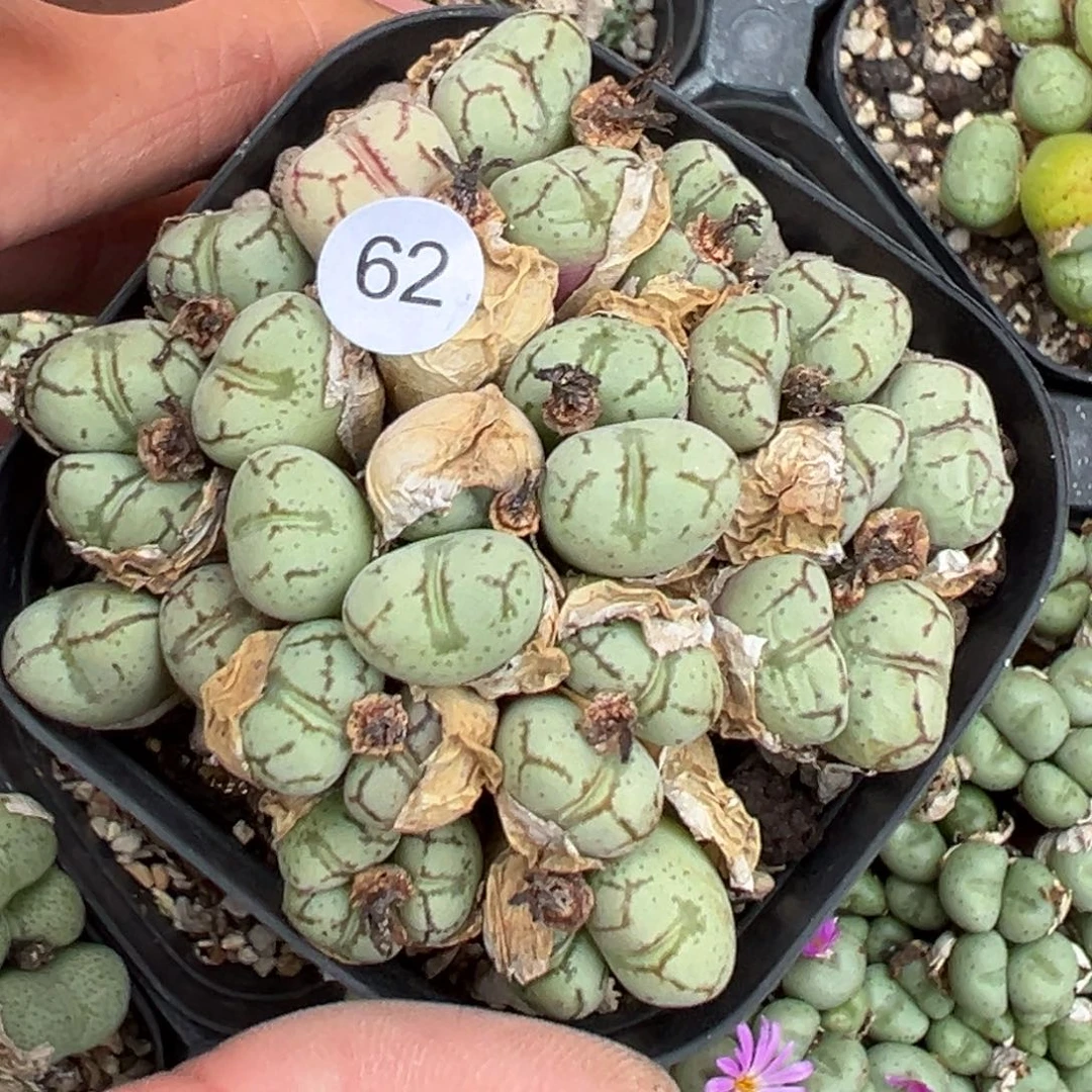 多肉植物11111111111111