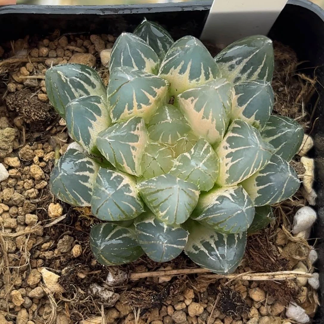 26蓝光糊斑霓虹灯玉露锦十二卷多肉