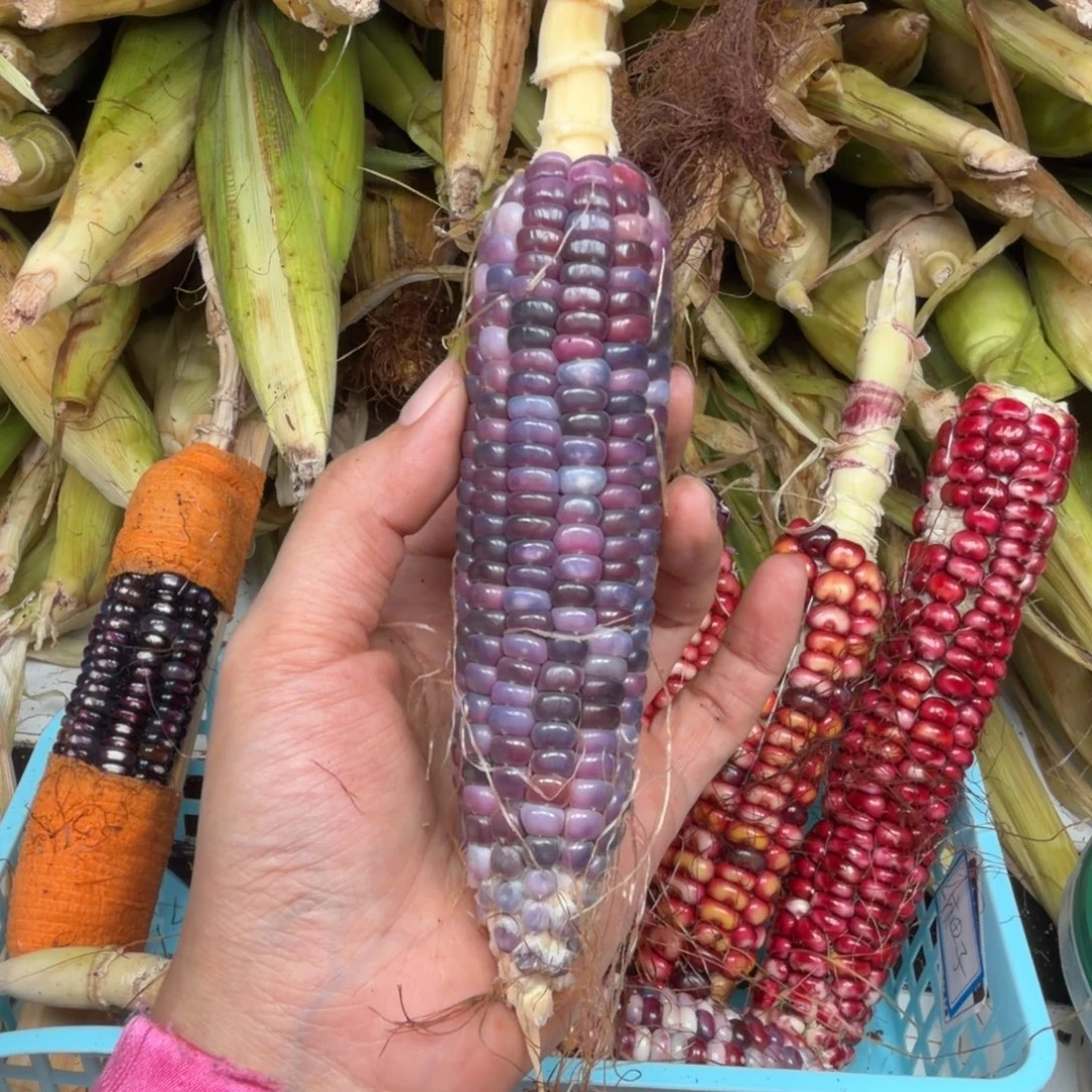 摇***牛柏香籽/百香籽吊坠