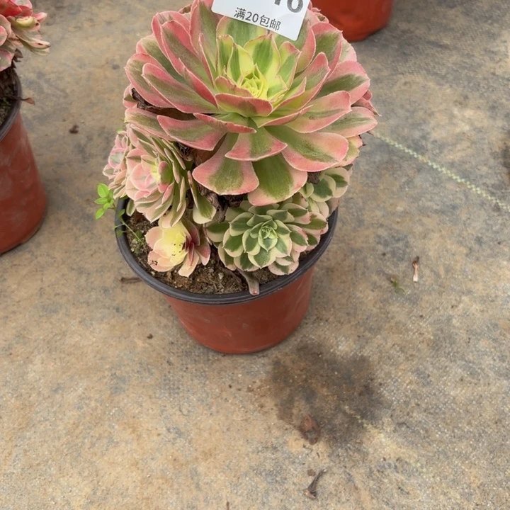 瑞妈多肉园艺816+