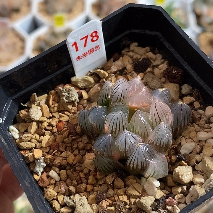 178霓虹灯玉露锦一物