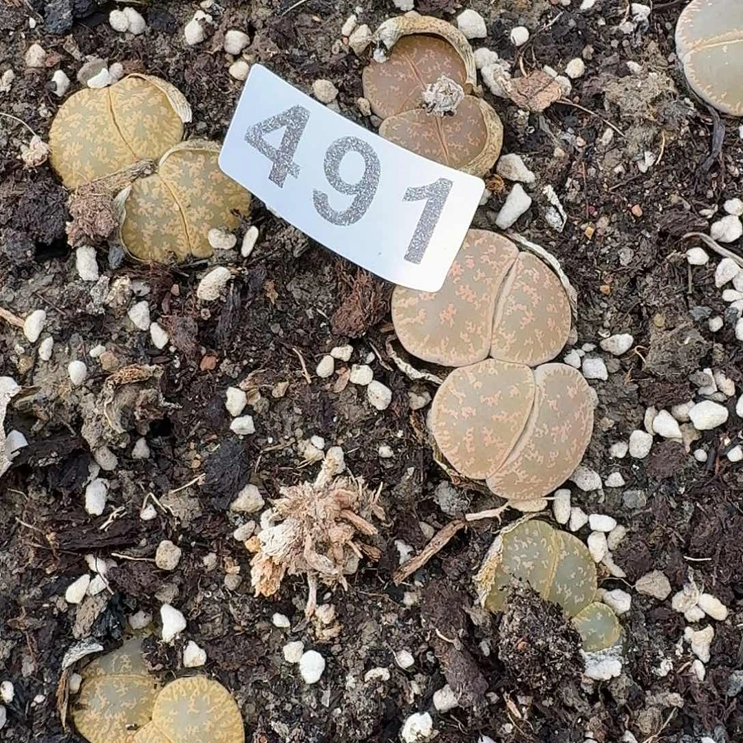 生石花一物一拍491