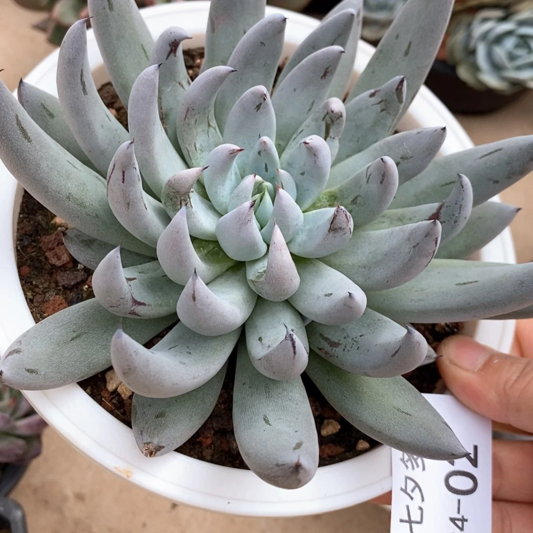 云***云小七夕多肉魔爪02