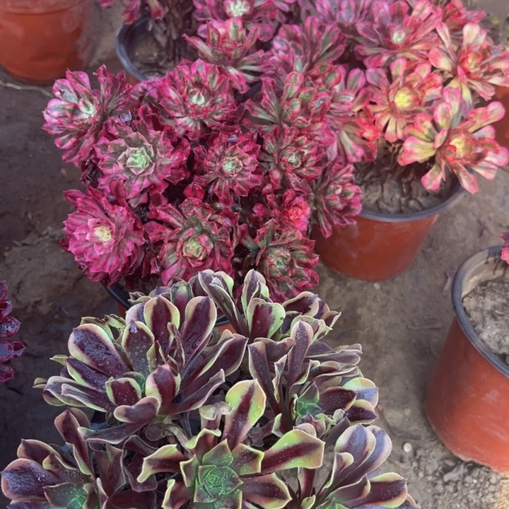 欧佳丽加红彤白裸根