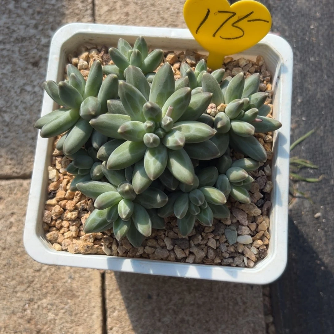 勇**心多肉植物一物一拍