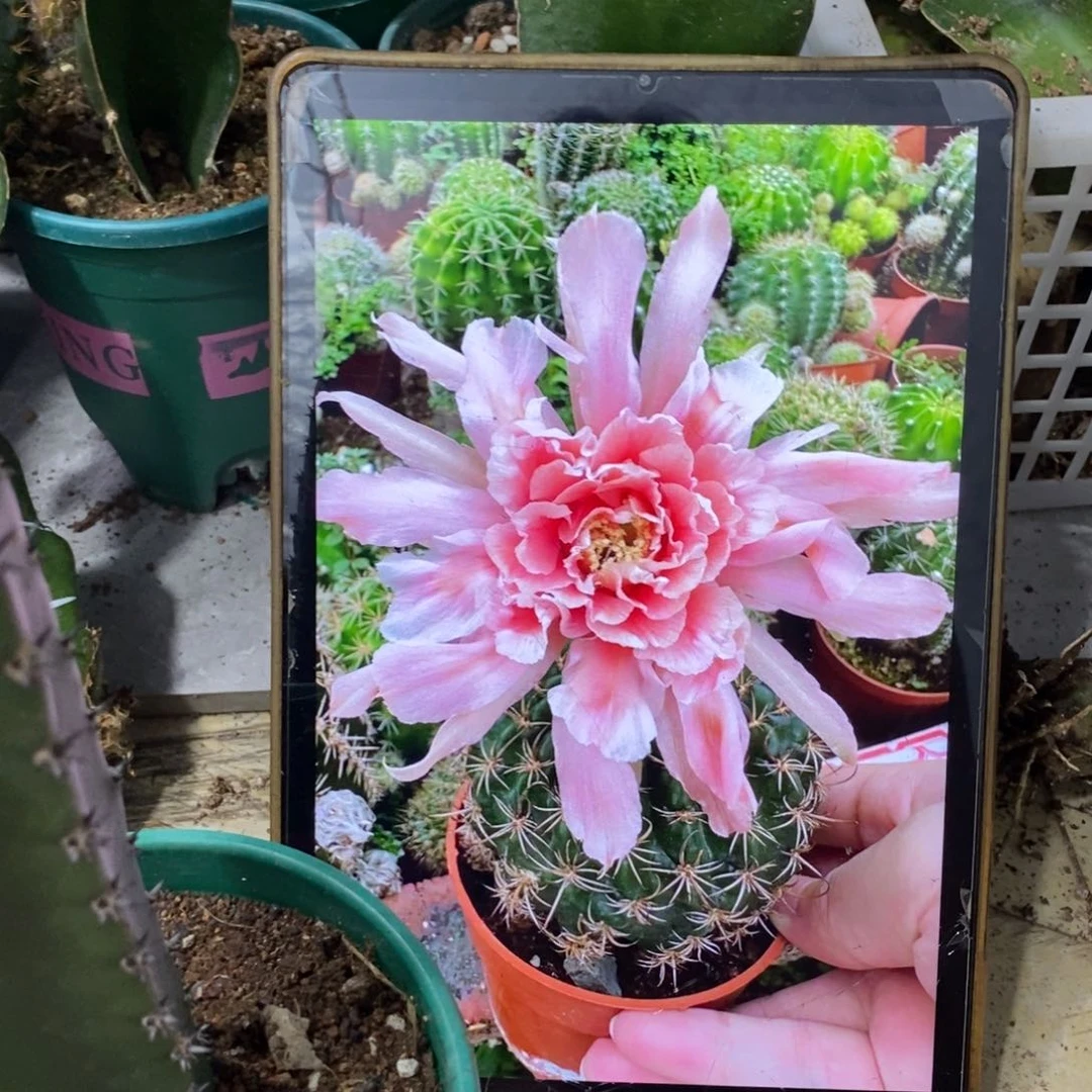 新品丽花L42绣谱母本