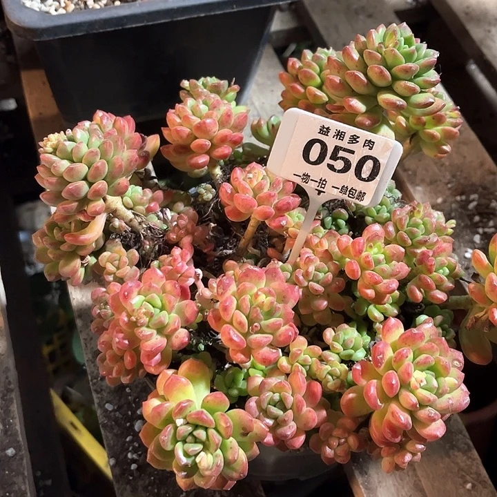 红陶北****磊可爱多多肉植物