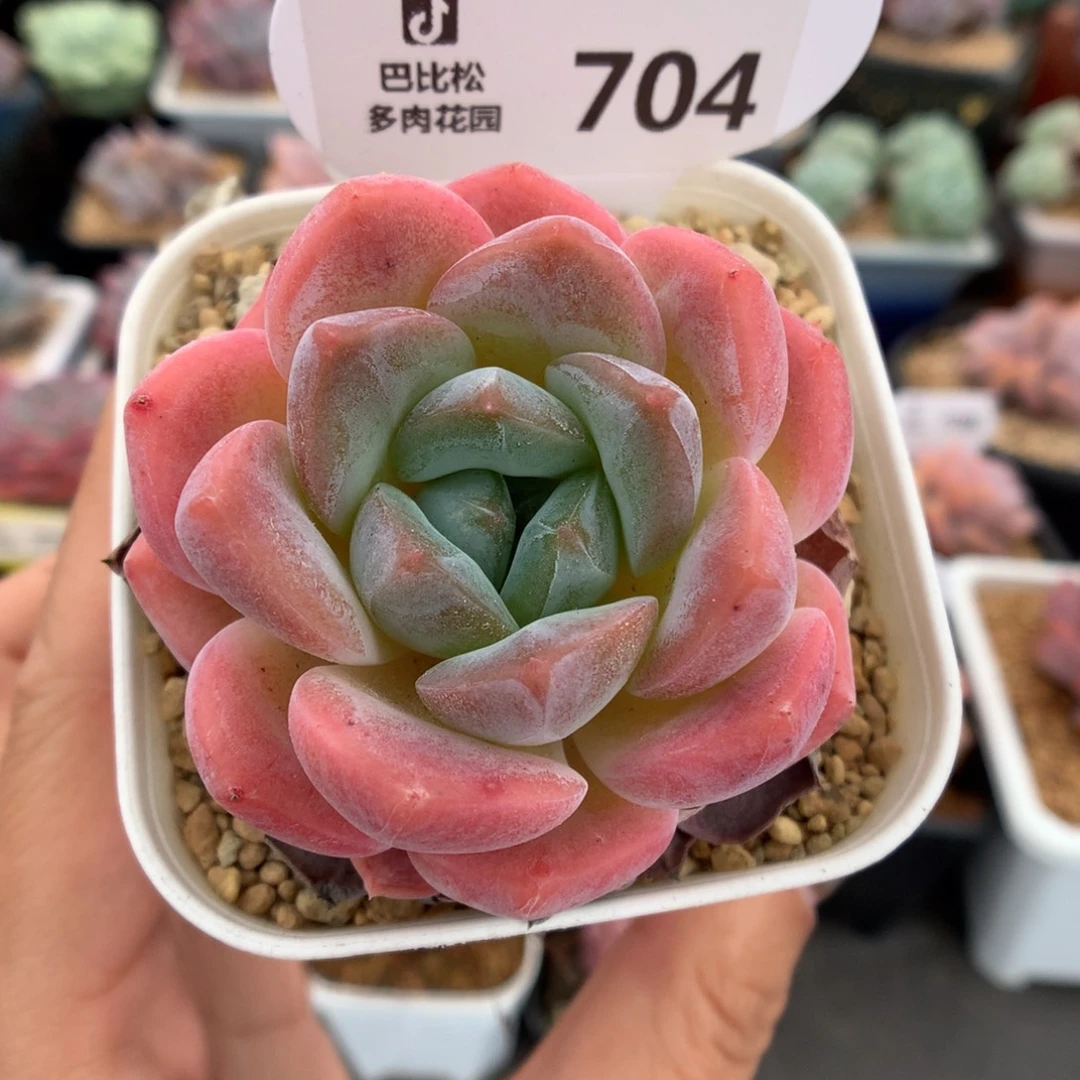 704太妃糖多肉植物一物一拍