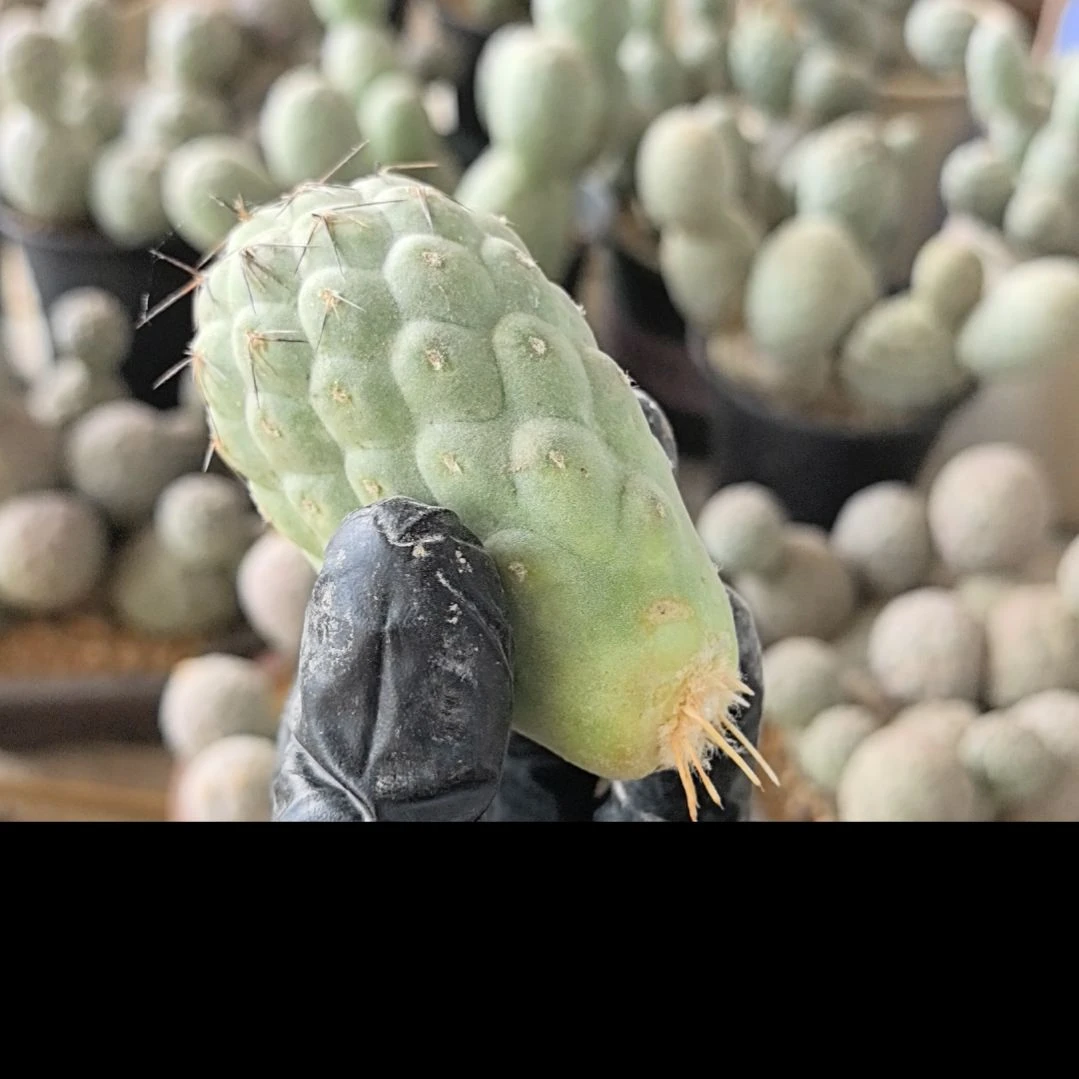 福***习志野仙人球直播