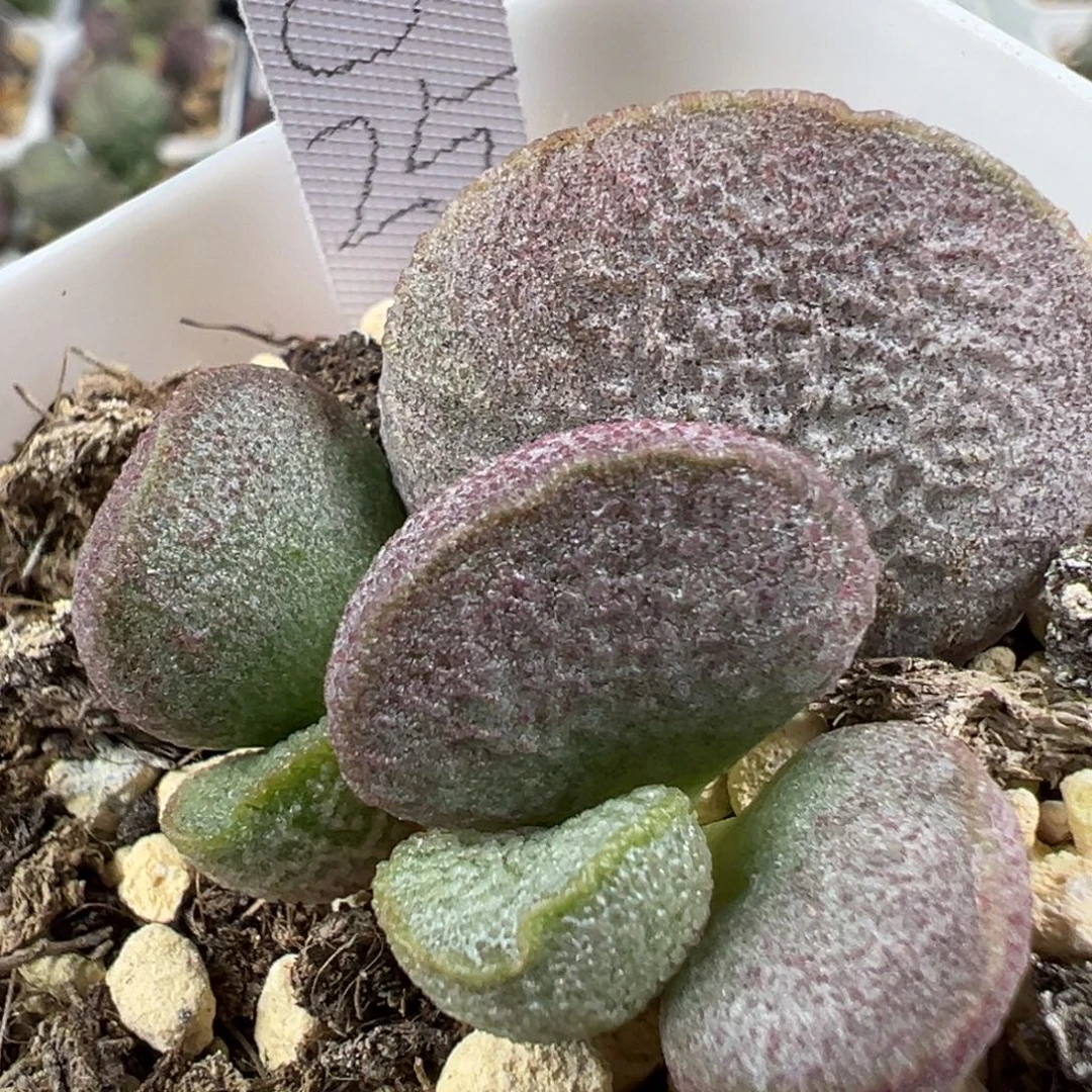 w磨砂质感实生新品多肉植物