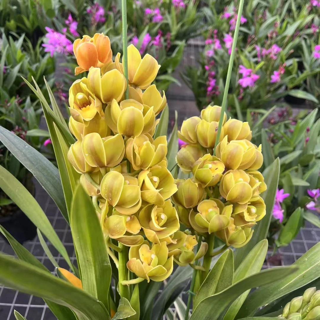 小黄龙 黄色大花蕙兰原盆带花苞客厅阳台好养花卉