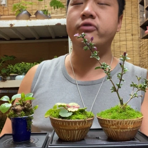 红陶一物一拍所见即所得8