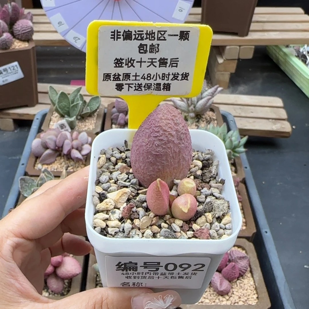 092服部多肉植物