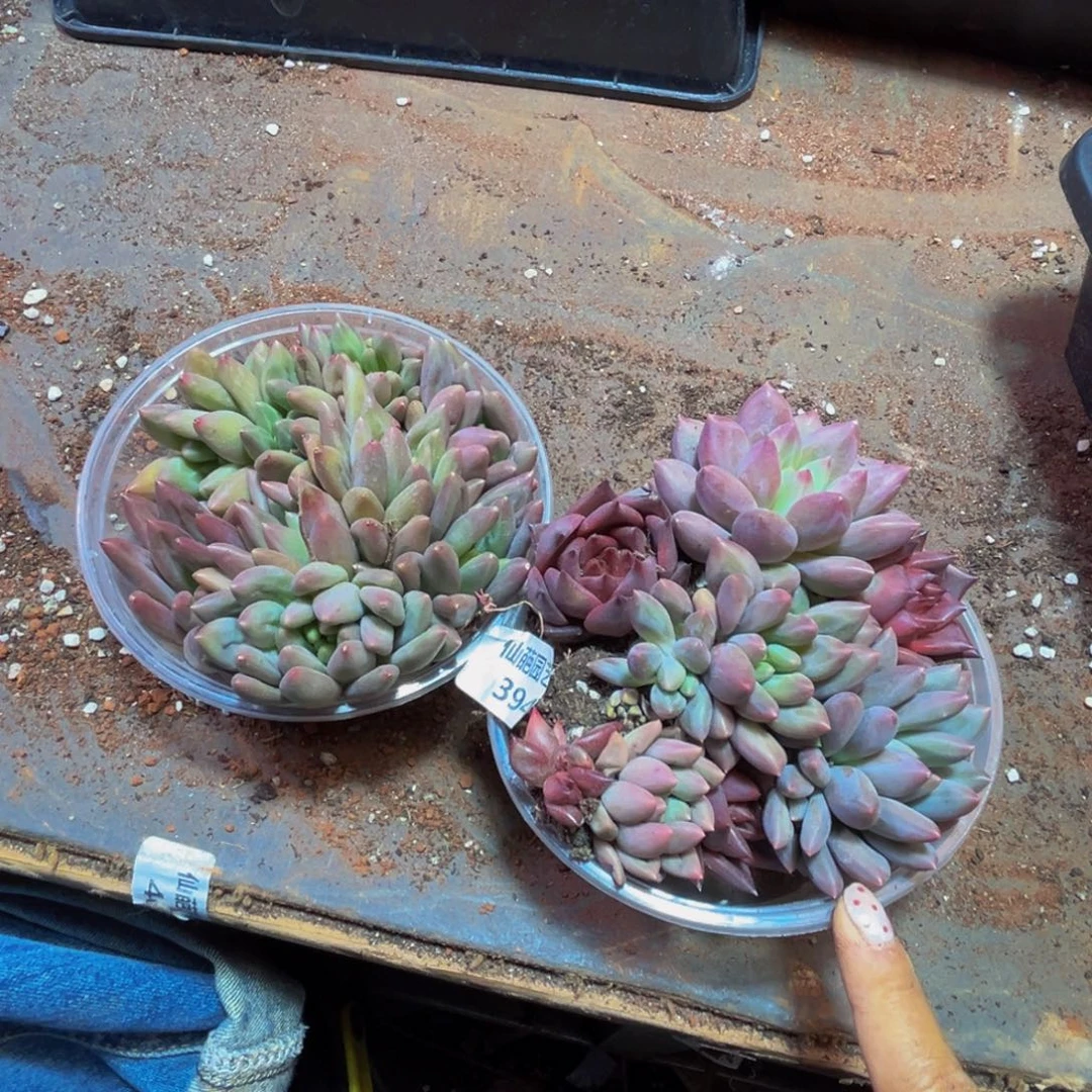 飞***跃394的人都在用的时候都会觉得