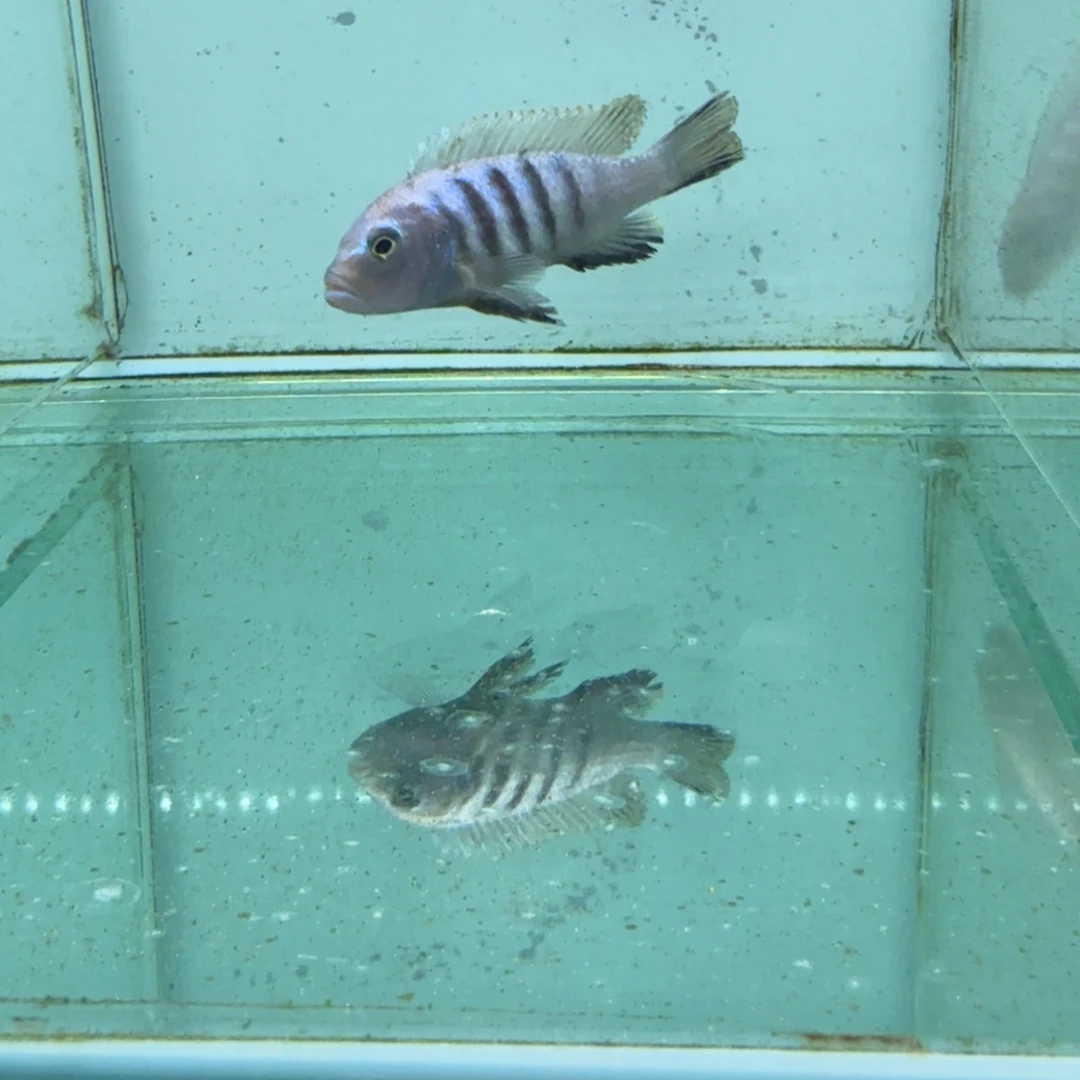 海水1058蓬勃斑马。