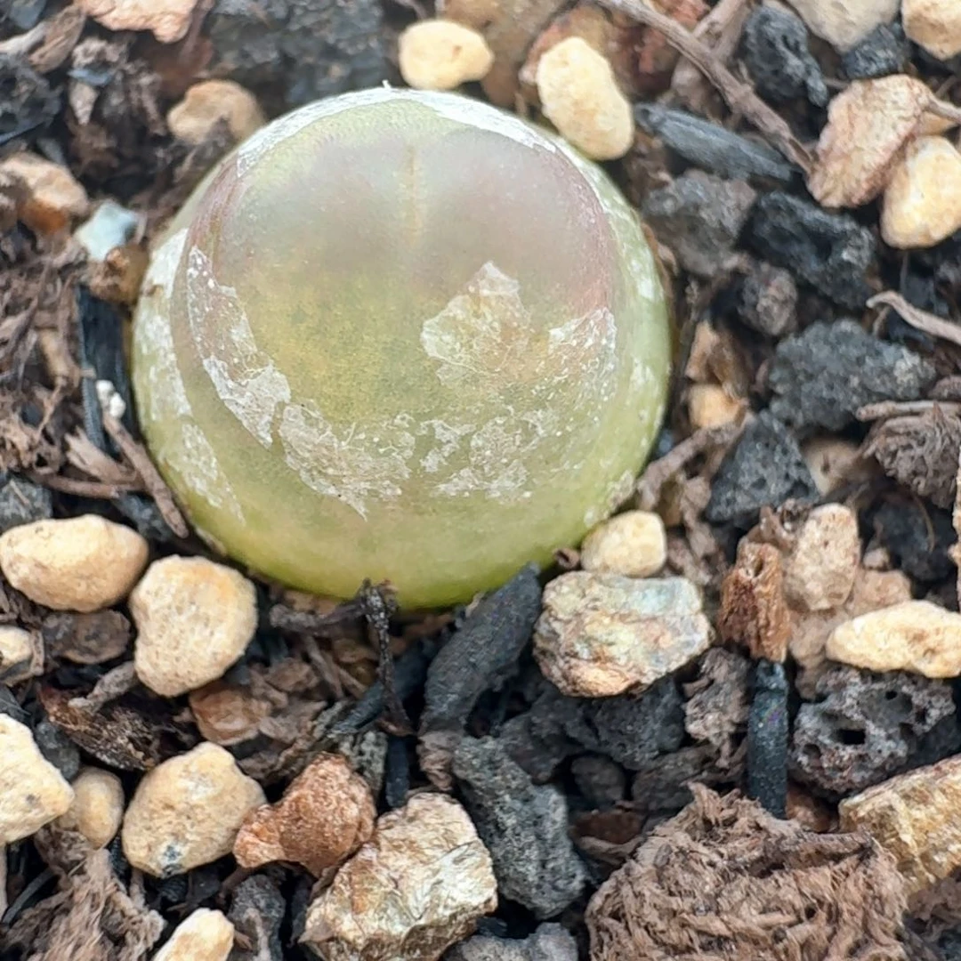 125拉拉一颗0000000000