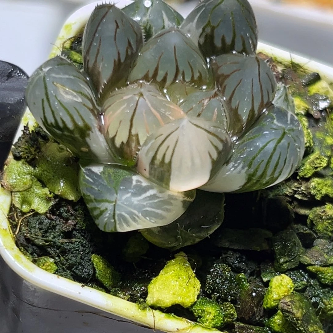 恭喜发财大吉大利1260