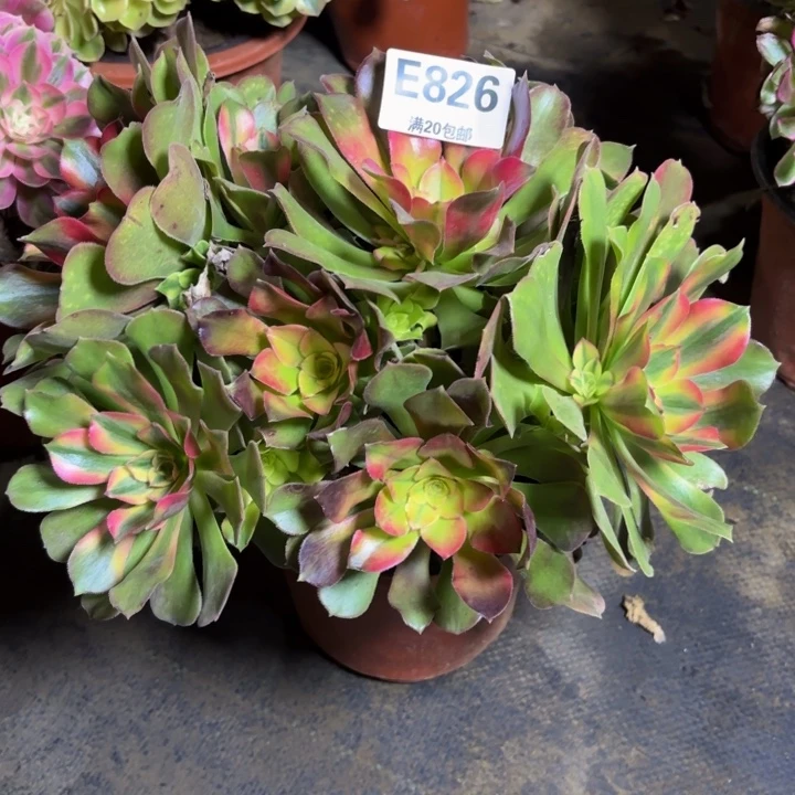 瑞妈，，，。。。。826，洛神，