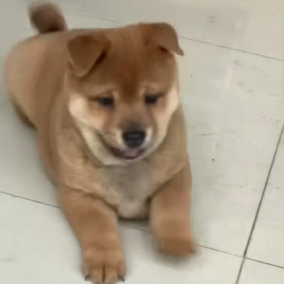 广西中华田园犬黄狗白面五黑狗活体宠物