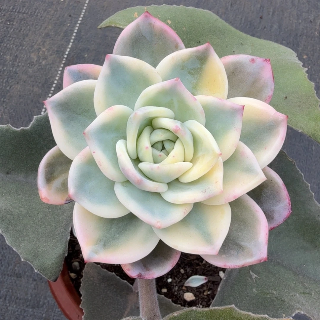 伊丽莎白锦上园艺一物一拍