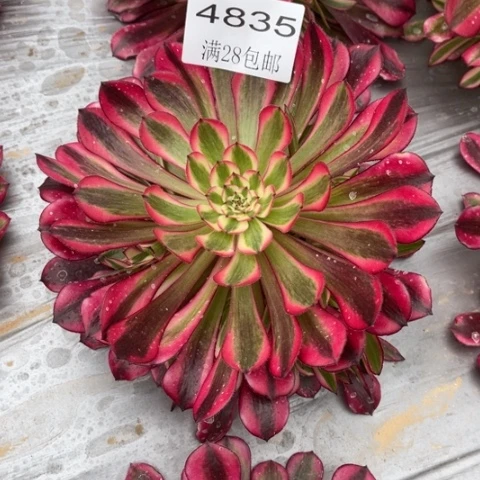 红铜多肉多肉4835