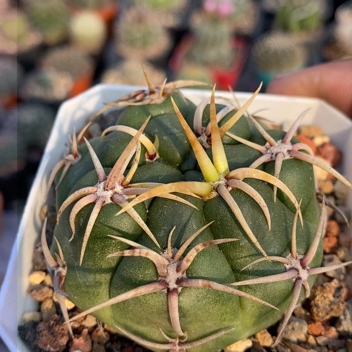 【闪购商品】576豪刺海王