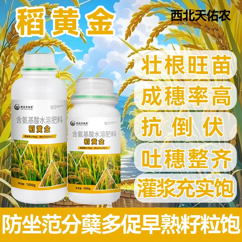 稻黄金-水稻增产提苗壮棵抗倒伏促分蘖返青灌浆籽粒饱满促早熟