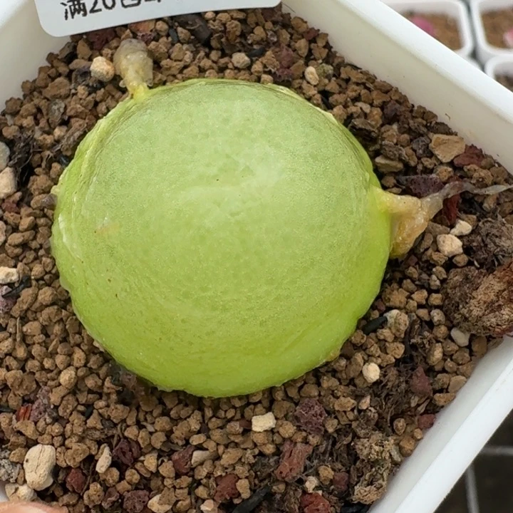 479带盆88888888888888