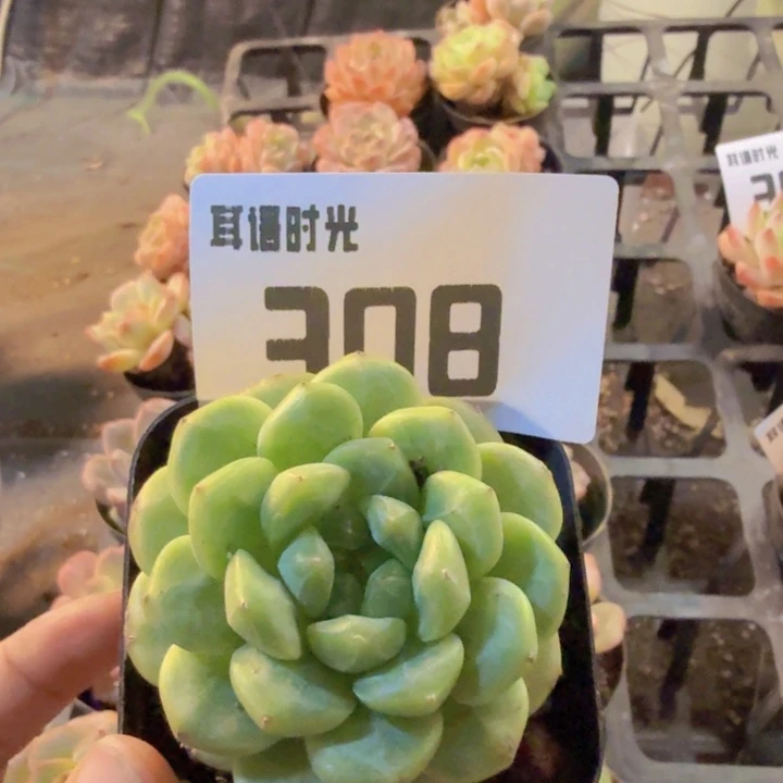 十***匕308.qqqqqqqqqqqq